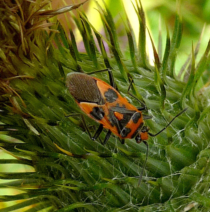 Image of black & red squash bug