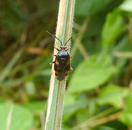 Image of red capsid bug