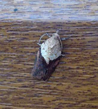 Image of Light brown apple moth