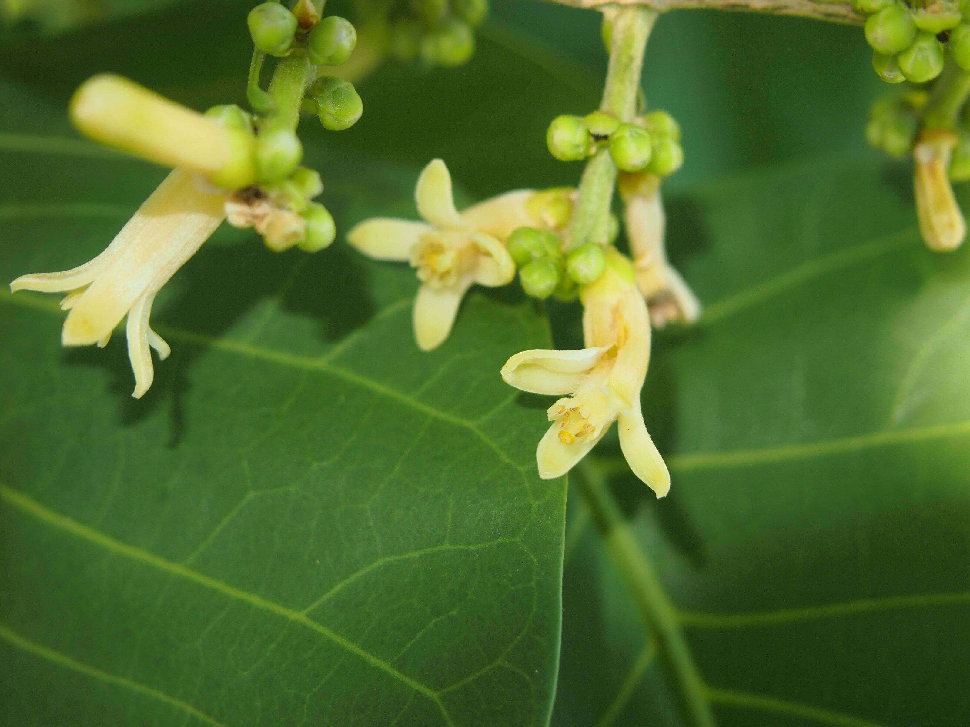 Image of Dysoxylum mollissimum Bl.