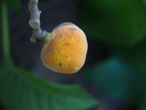 Image of Dysoxylum mollissimum Bl.