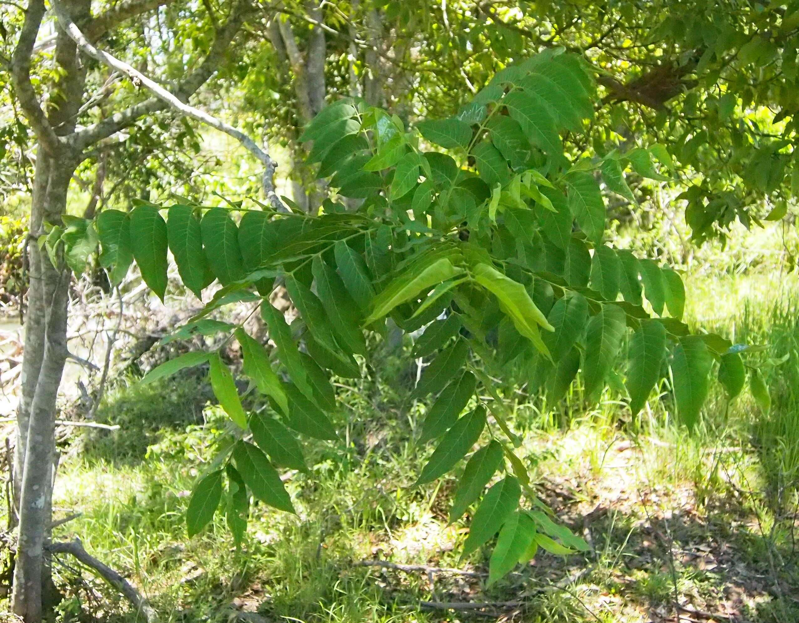 Image of Dysoxylum mollissimum Bl.