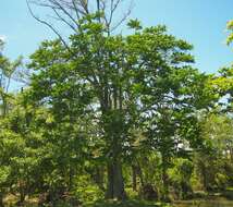 Image of Dysoxylum mollissimum Bl.