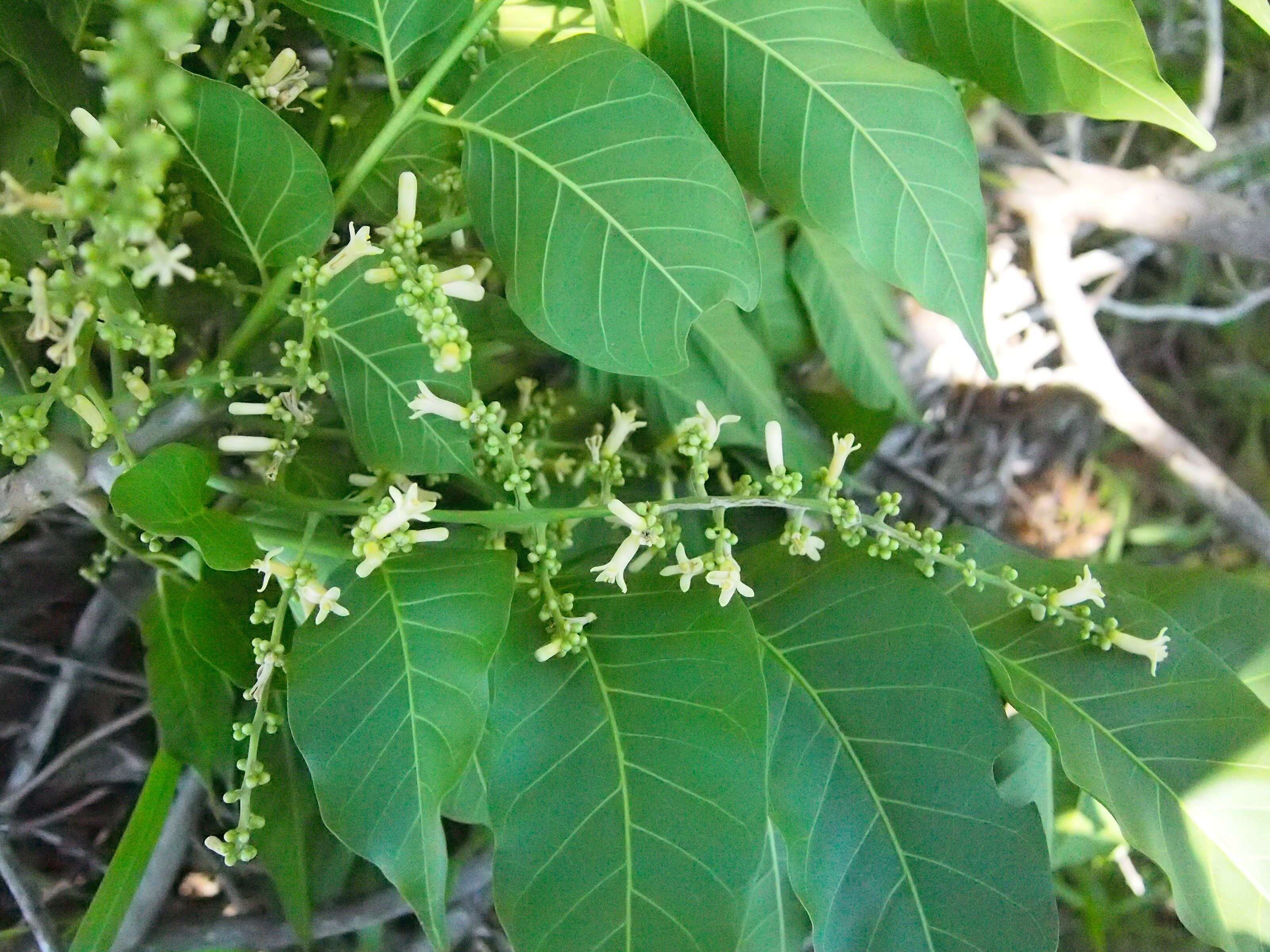 Image of Dysoxylum mollissimum Bl.