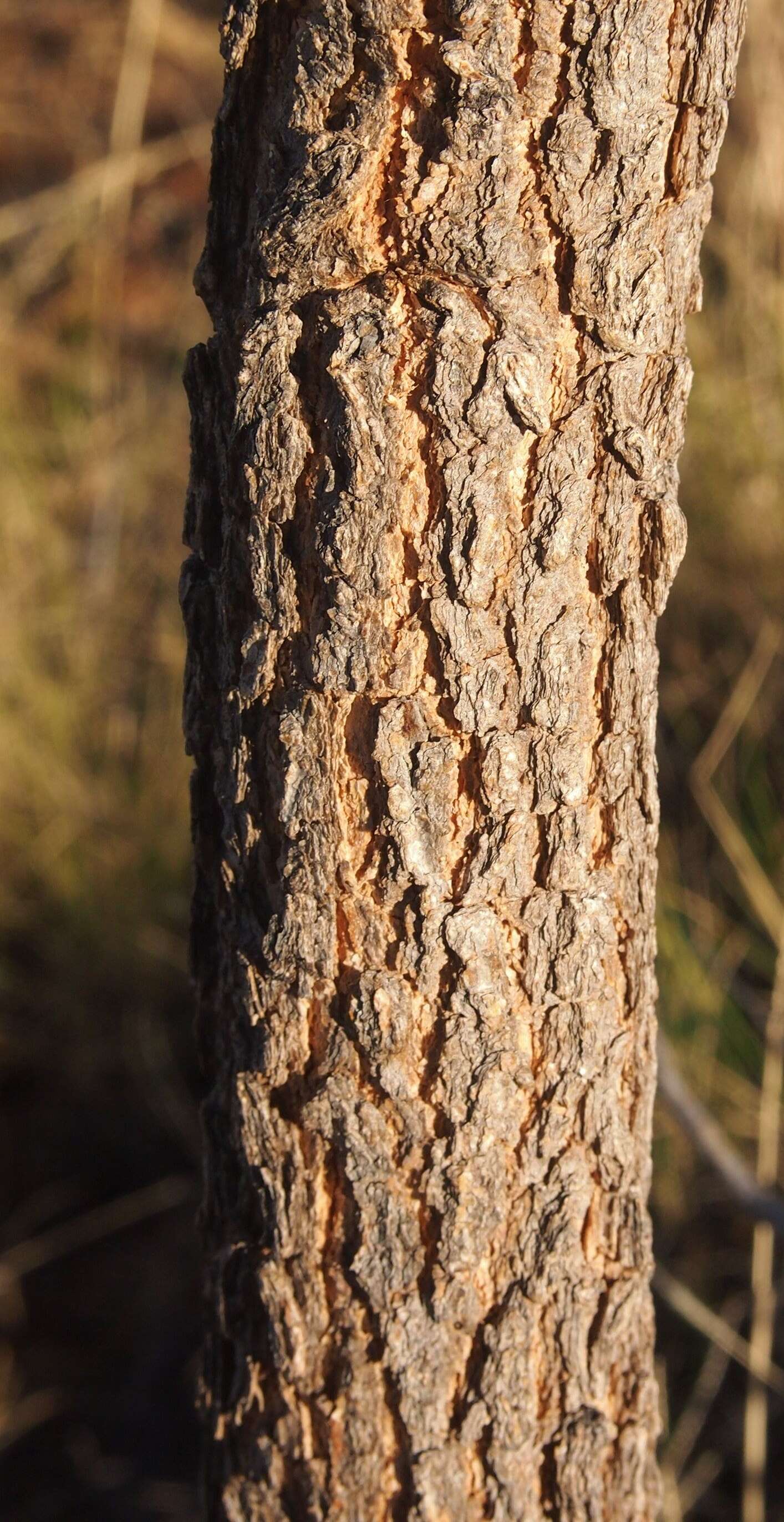 Image of Acacia hemignosta F. Muell.