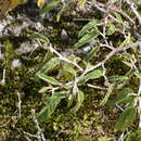 Image of Solanum brownii Dun.