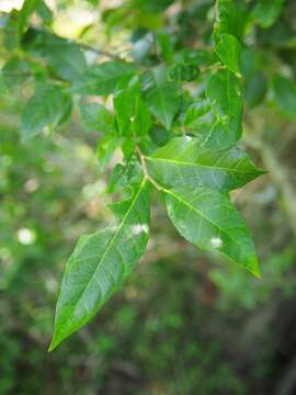 Image of Hawaii Roughbush