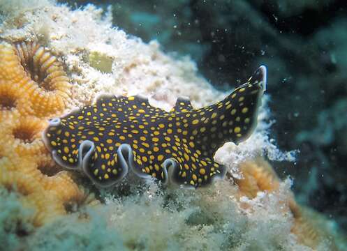 Image of Yellow papillae flatworm