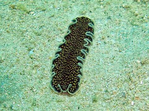 Image of Yellow papillae flatworm