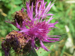 Image of wig knapweed