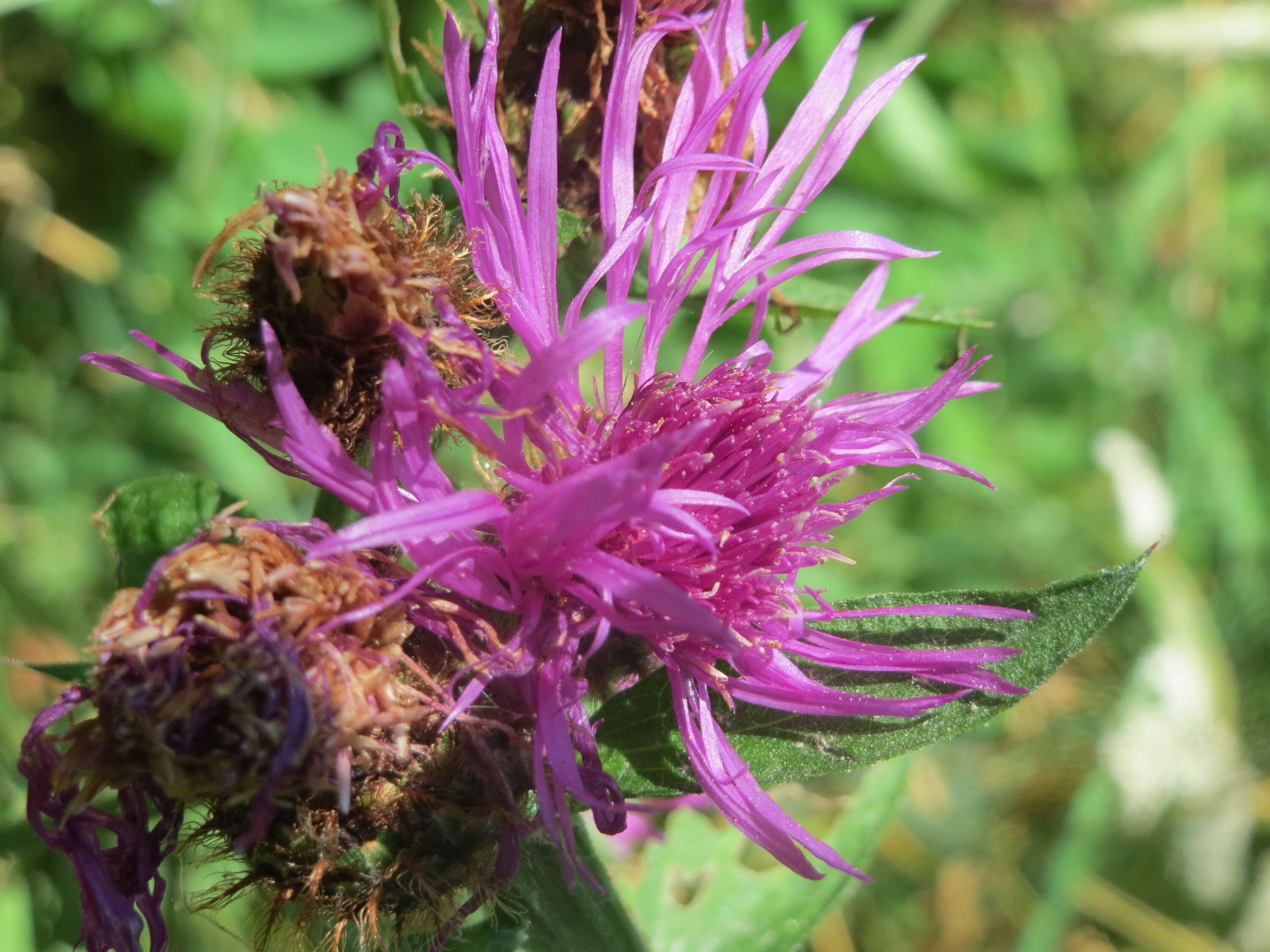 Image of wig knapweed