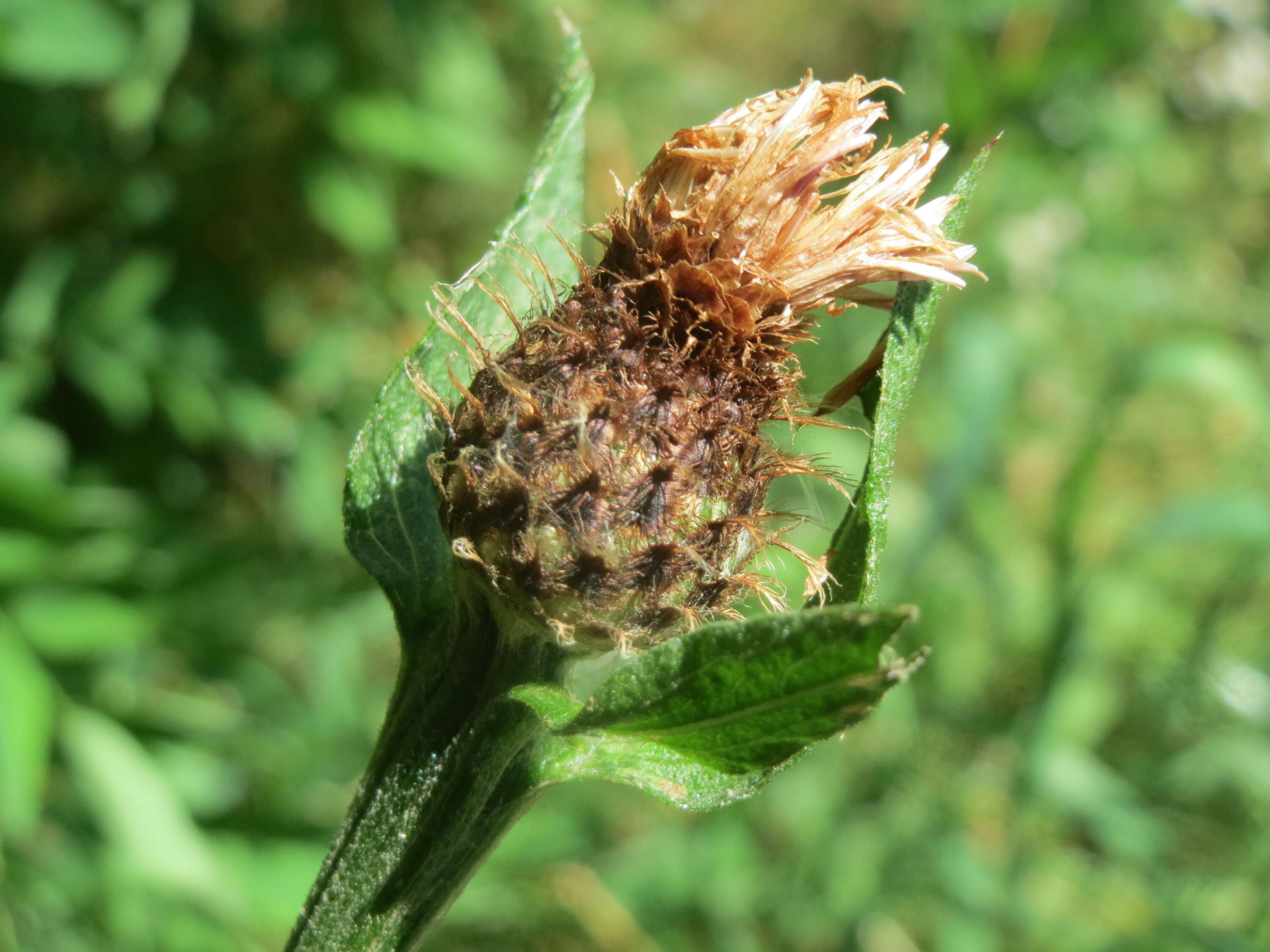 Image of wig knapweed