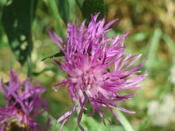 Image of wig knapweed