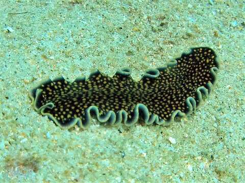 Image of Yellow papillae flatworm