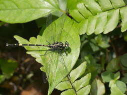 Image of Merogomphus tamaracherriensis Fraser 1931