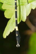 Image of Merogomphus tamaracherriensis Fraser 1931