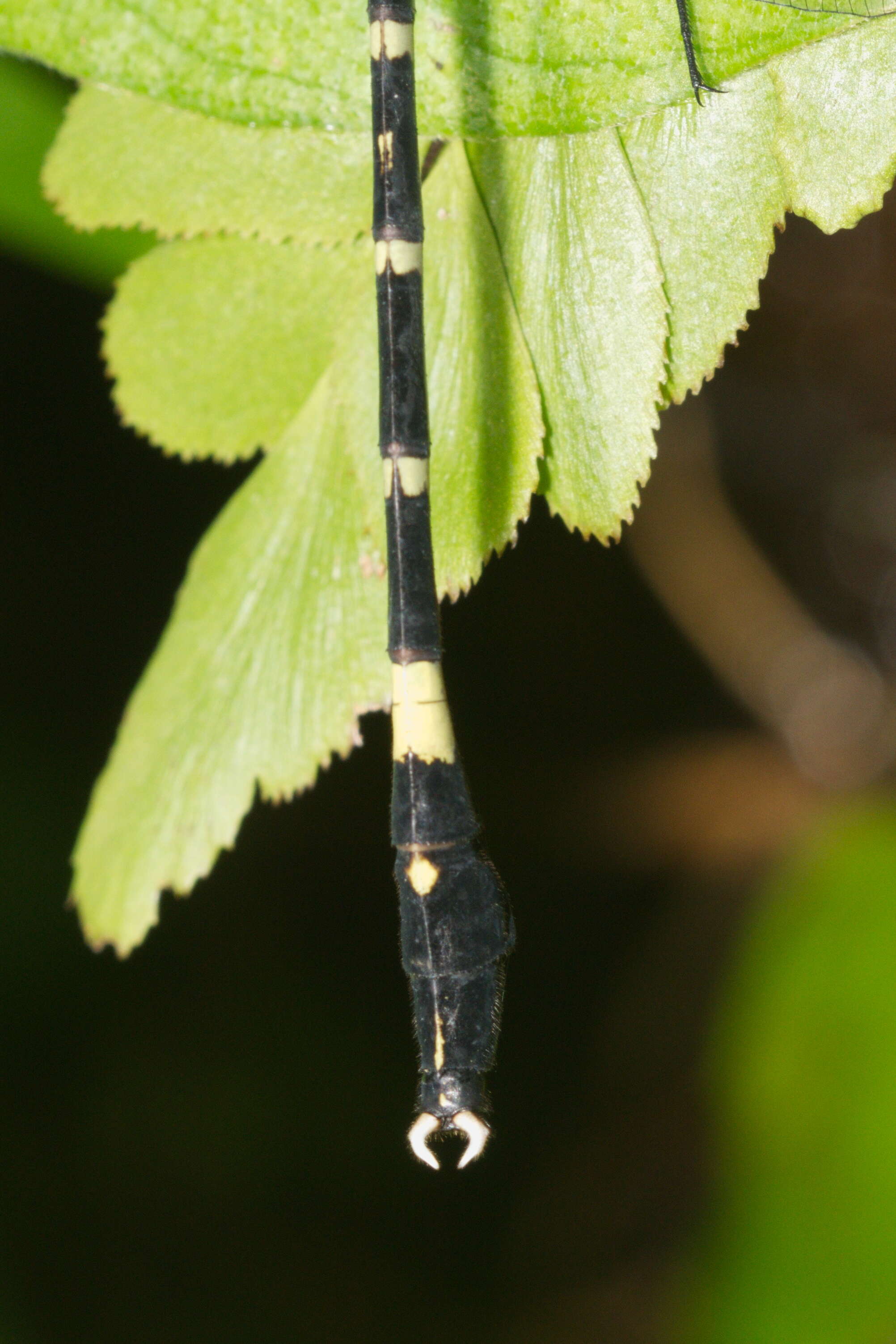 صورة Merogomphus tamaracherriensis Fraser 1931