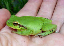 Image of Mediterranean Tree Frog