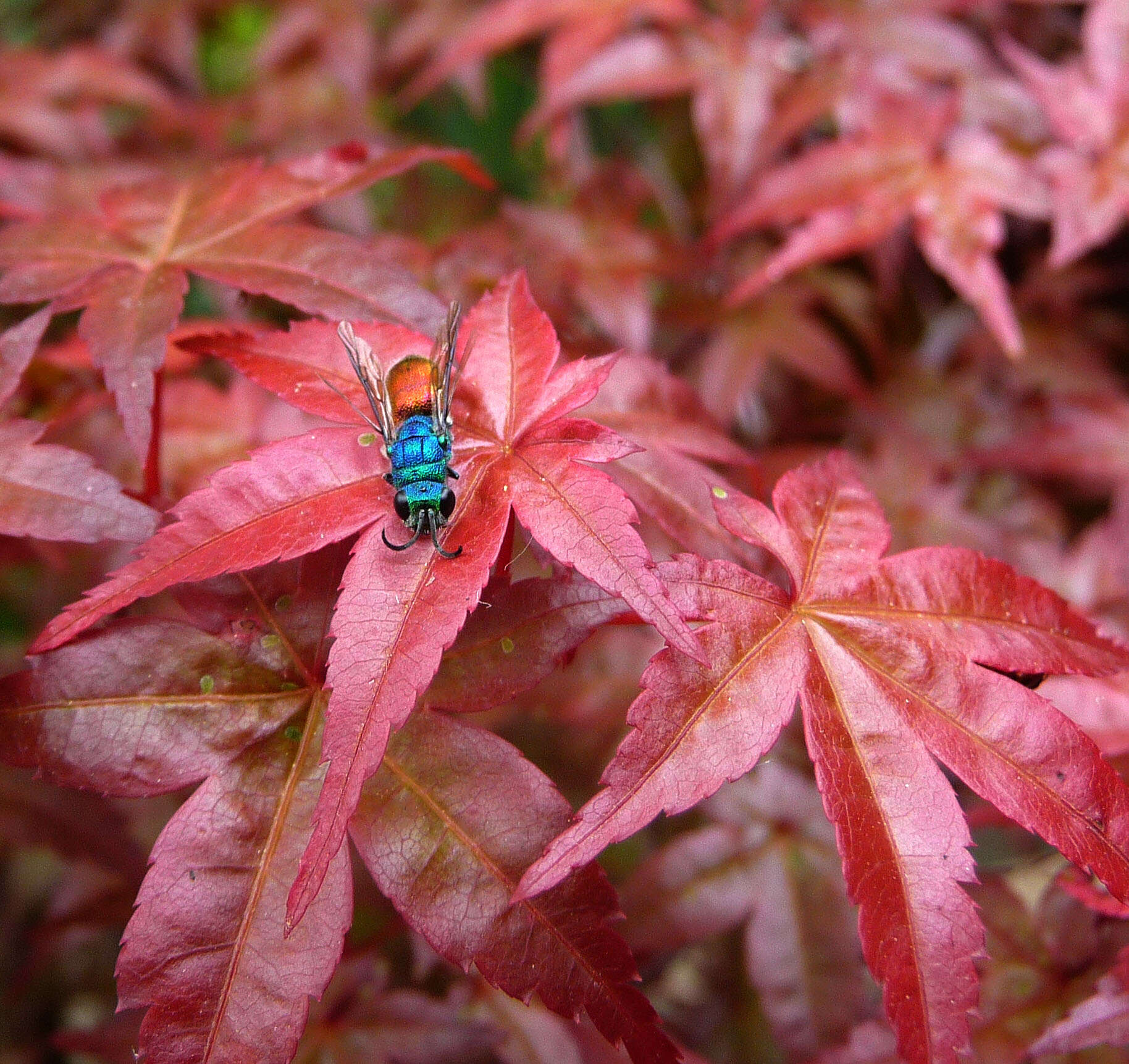 Image of Chrysis ignita