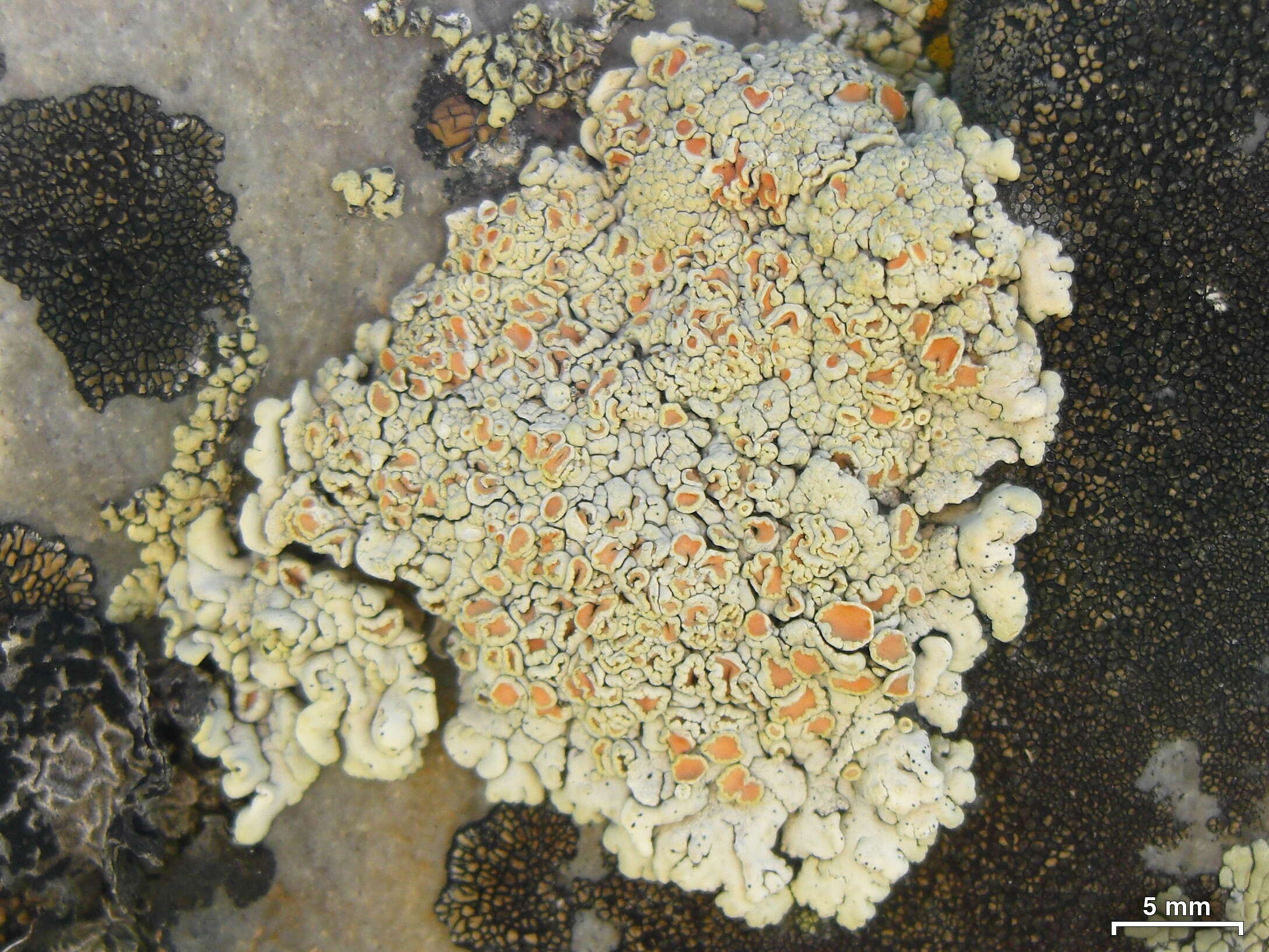 Image of Orange rock-posy