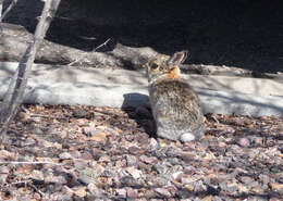 Image of Mountain Cottontail