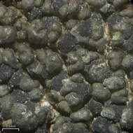 Image of carbonea lichen