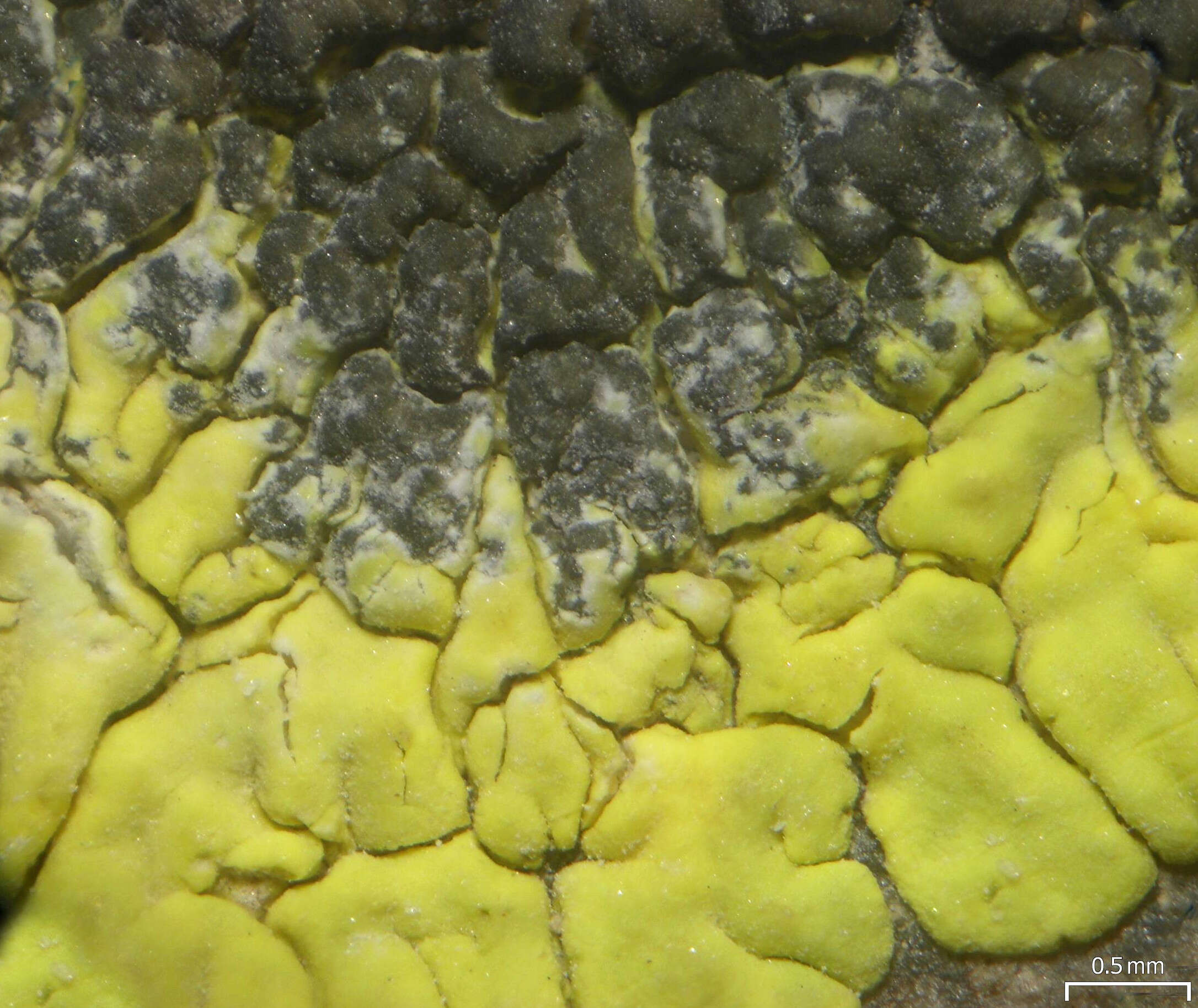 Image of carbonea lichen