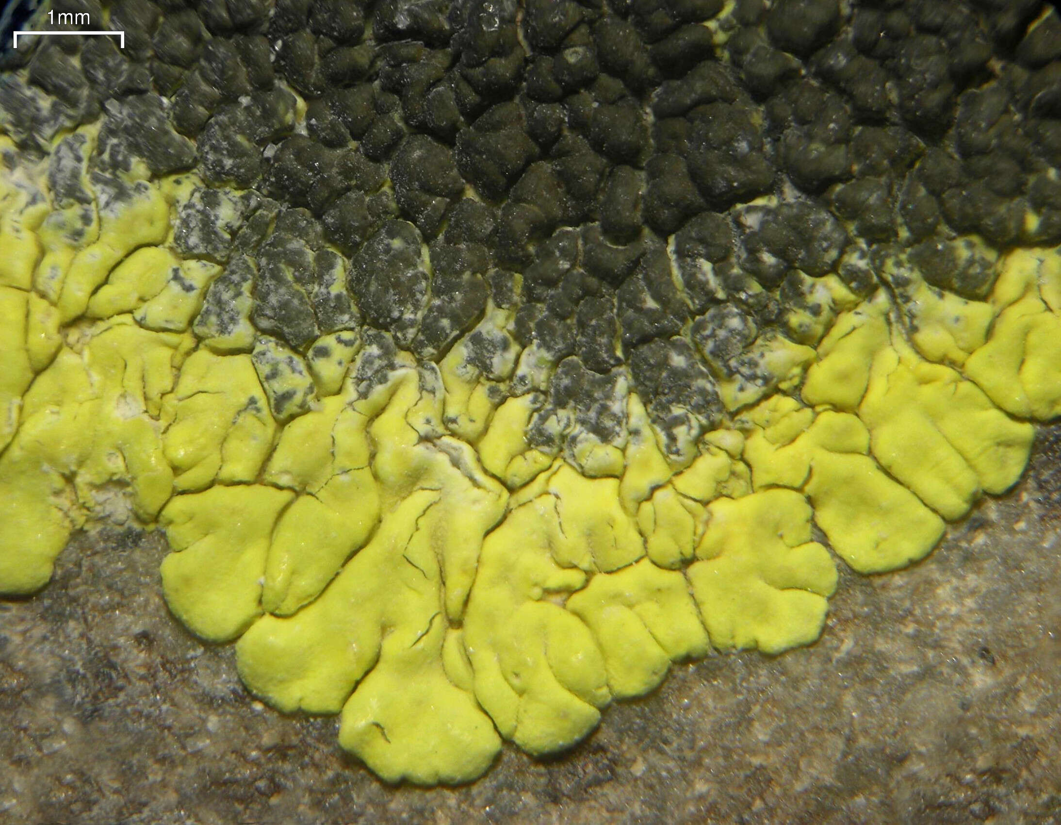 Image of carbonea lichen