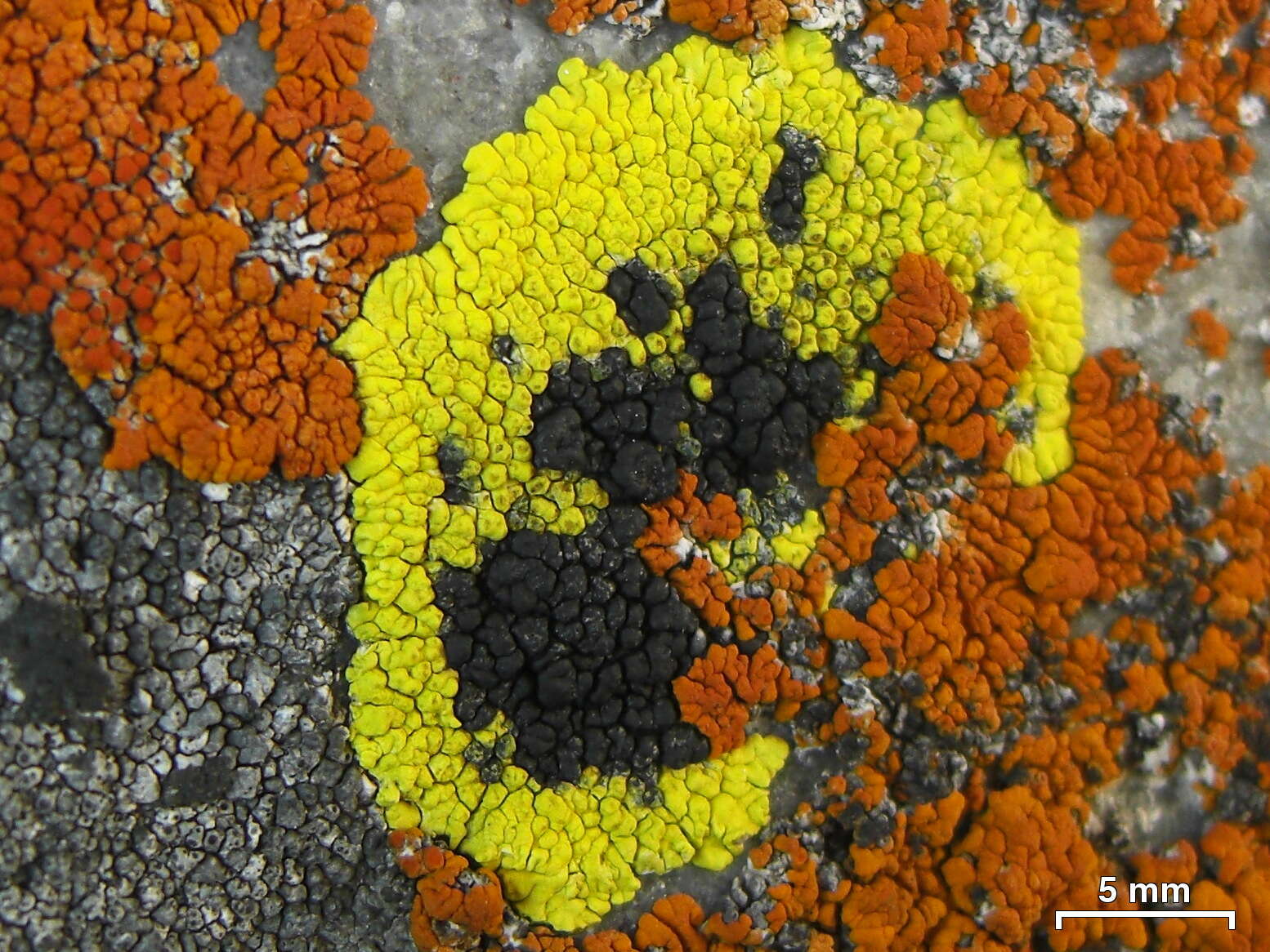 Image of carbonea lichen