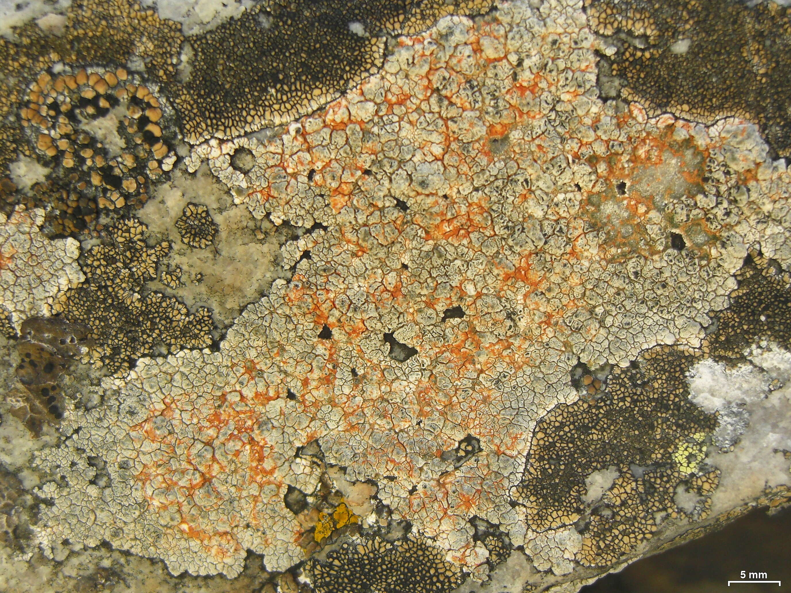 Image of Cinder lichen;   Rimmed lichen