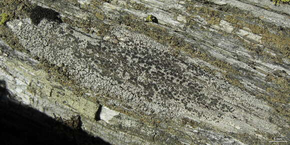 Imagem de Lecanora cenisia Ach.