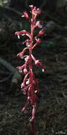 Image of Spotted coralroot