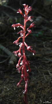 Image of Spotted coralroot