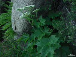 Plancia ëd Heracleum sphondylium subsp. montanum (Schleicher ex Gaudin) Briq.