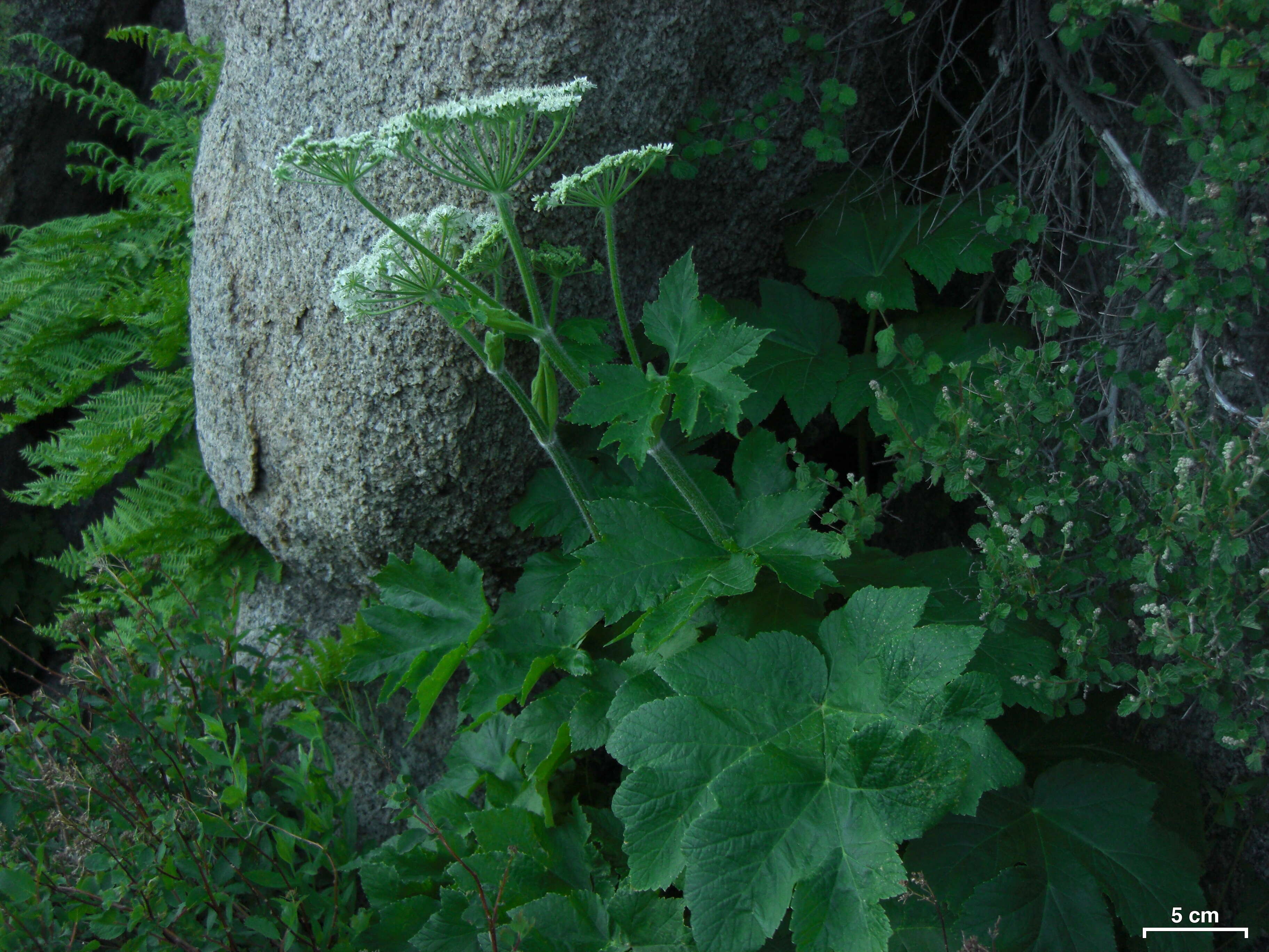 Image of American Cow-Parsnip