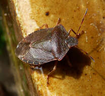 Image of Green shield bug