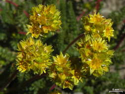 Image de Ivesia gordonii (Hook.) Torr. & Gray