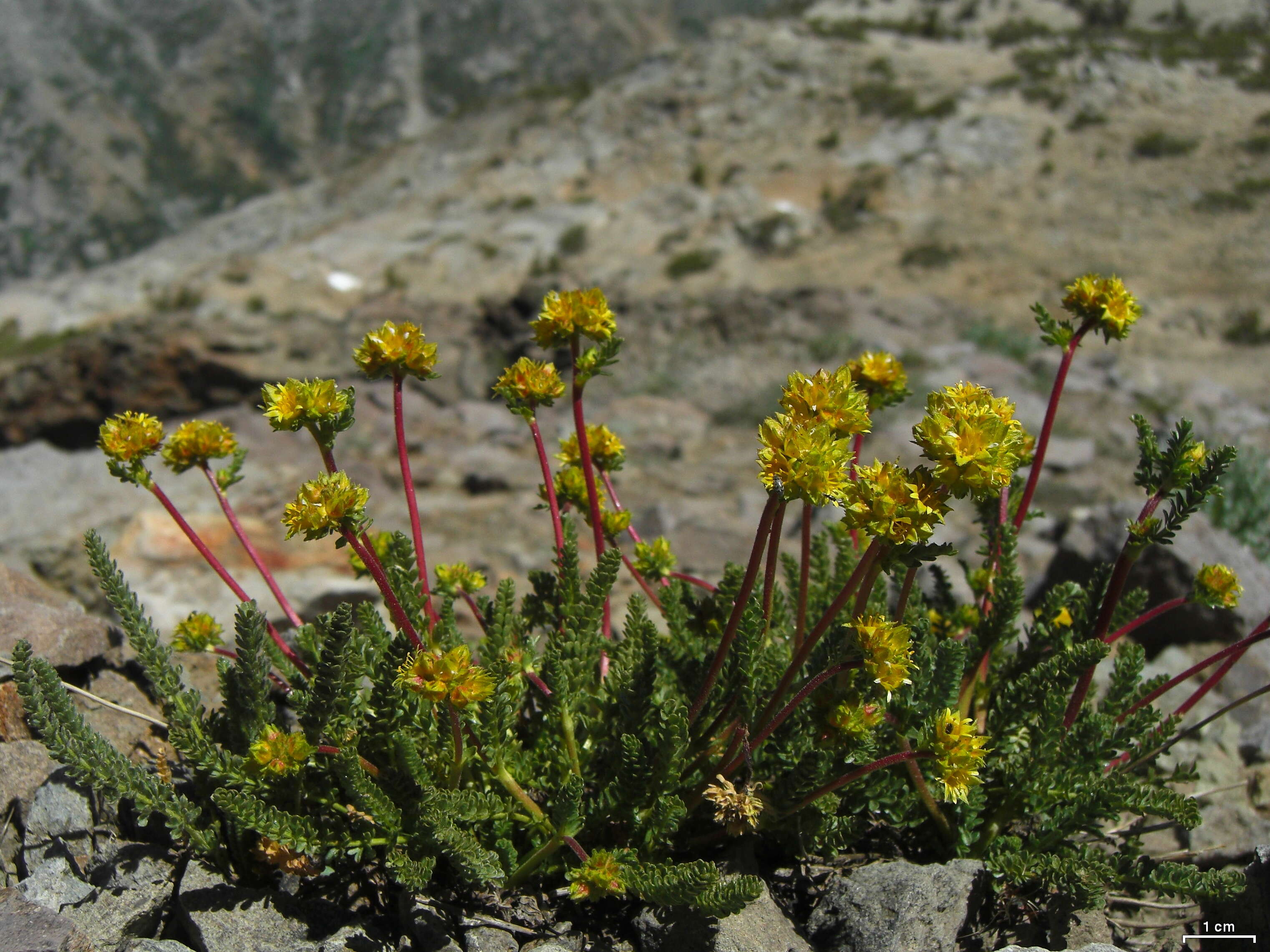 Image de Ivesia gordonii (Hook.) Torr. & Gray