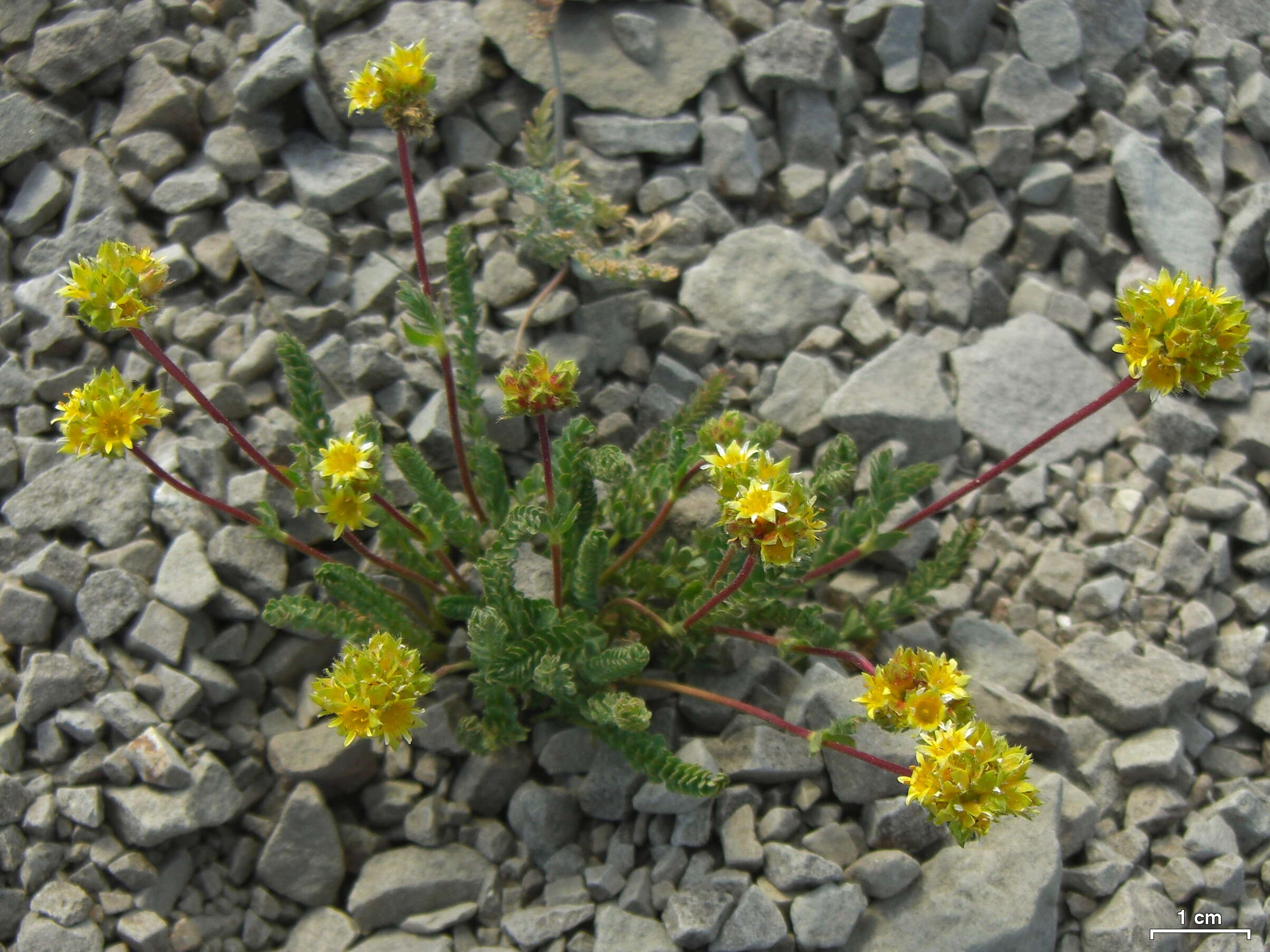 Image de Ivesia gordonii (Hook.) Torr. & Gray