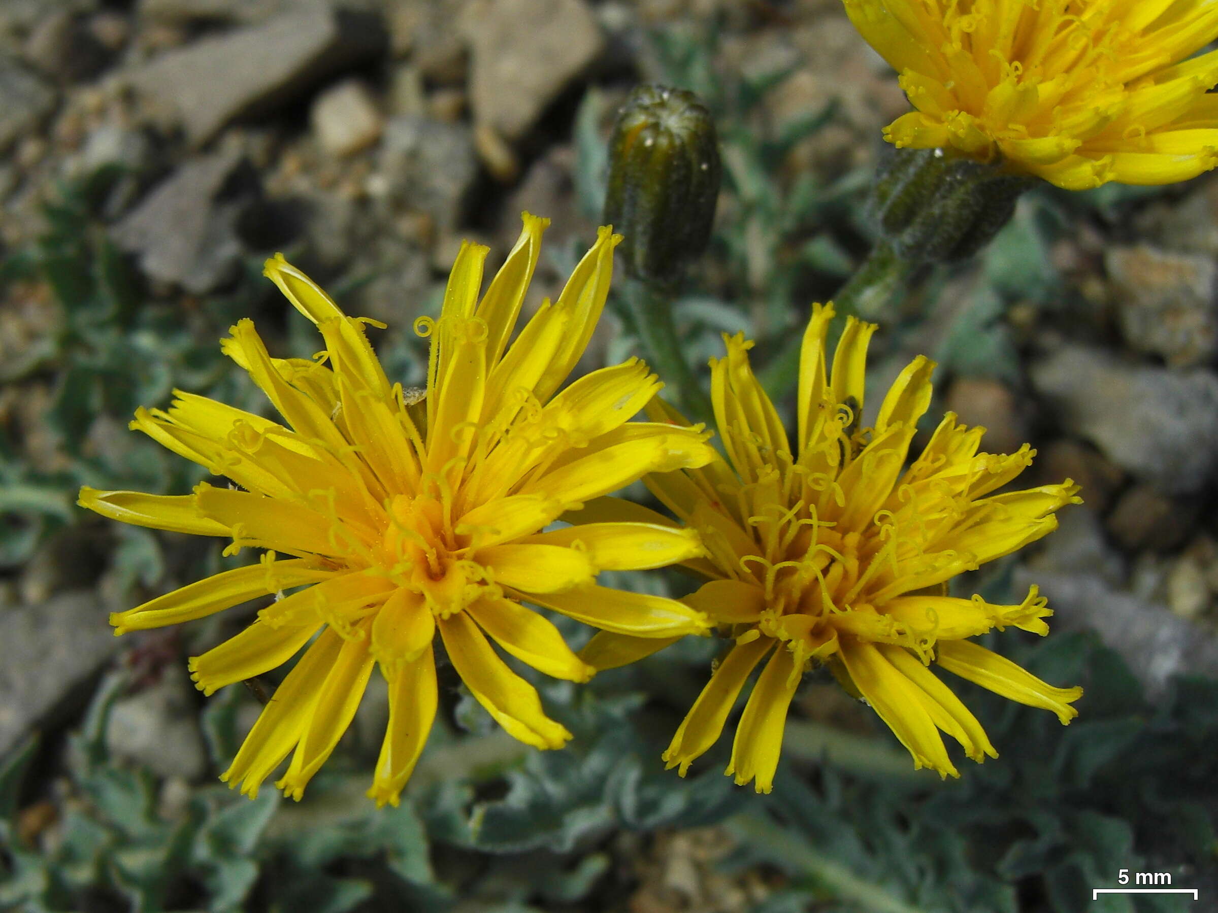 Image of largeflower hawksbeard