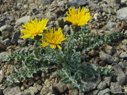 Image of largeflower hawksbeard