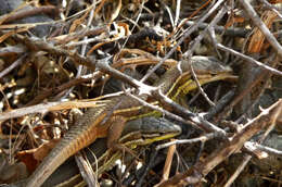 Psammodromus algirus (Linnaeus 1758) resmi