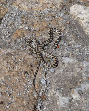 Image of Horseshoe Whip Snake