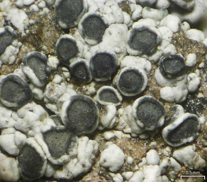 Image of Smoky rim-lichen;   Rim lichen