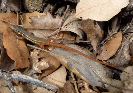 Psammodromus algirus (Linnaeus 1758) resmi