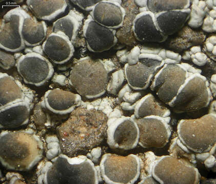 Image of Smoky rim-lichen;   Rim lichen