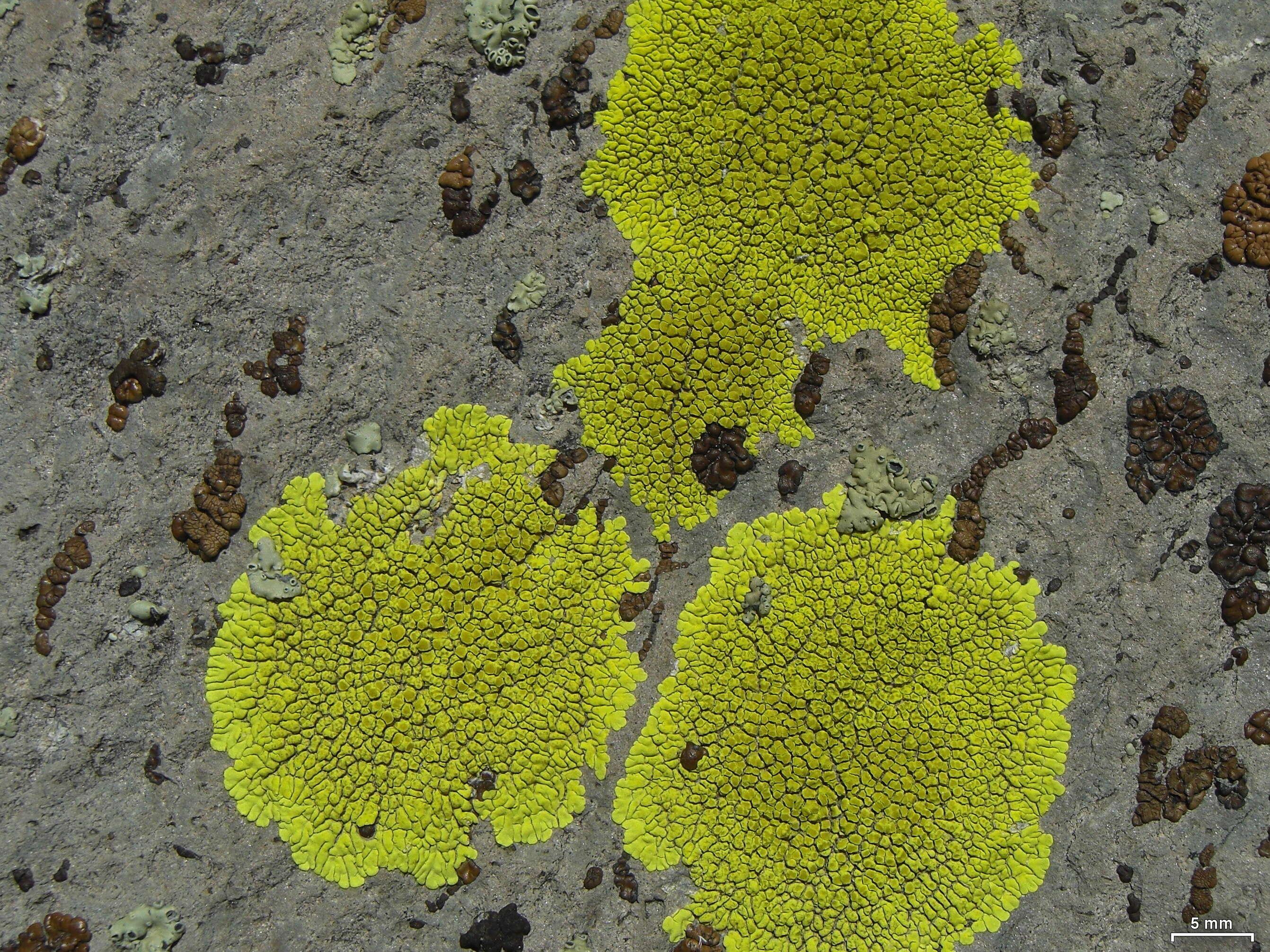 Image of Gold cobblestone lichen