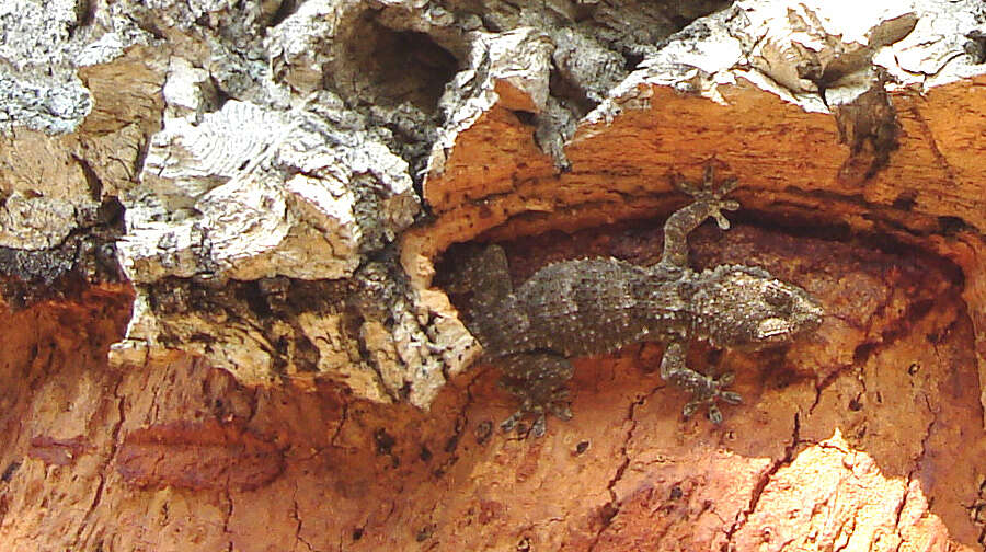 Image of Common Wall Gecko