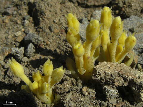 Image of clustered broomrape