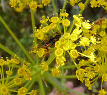 Image of ichneumon wasps